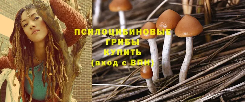 Галлюциногенные грибы Psilocybine cubensis  Катав-Ивановск 